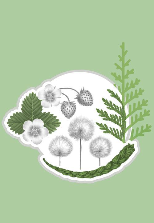 An image of the four plants in the circular window on the vertical $20 bank note. The plants are wild strawberries, western red cedar, arctic cotton and braided sweetgrass.