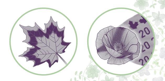 The pulsing maple leaf and poppy with spinning bands from the purple security stripe on the vertical $20 bank note Two circles containing close-up images of security features of the vertical $20 bank note. The first circle contains an image of the pulsing maple leaf featured in the purple security stripe. The second circle contains a close-up of the poppy with spinning bands found in the purple security stripe.